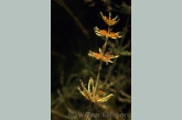 Stonewort