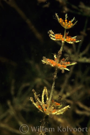 Stonewort