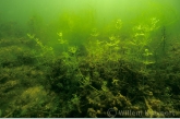 Stonewort