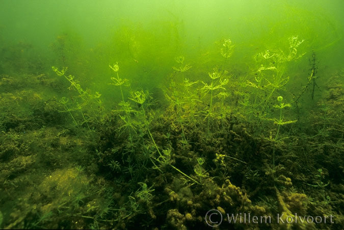 Stonewort