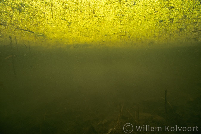 Common Duckweed (Lemna major )