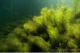 Common Mare's tail ( Hippuris vulgaris )