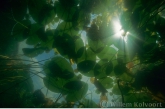 Yellow water-lily ( Nuphar lutea )