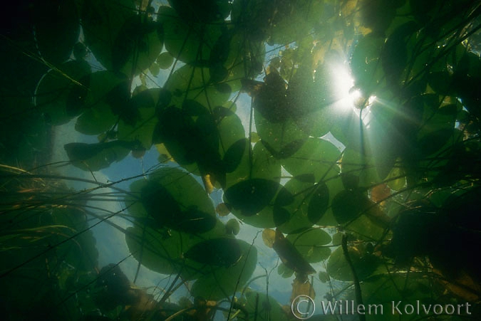 Beneath the Yellow Water-lily ( Nuphar lutea )