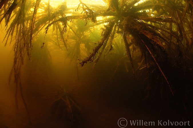 Beneath the Watersoldier ( Stratoites aloides )