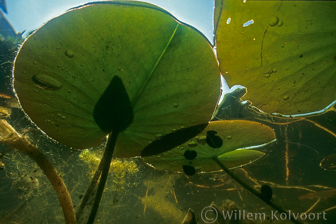 White water-lily ( Nymphaea alba )