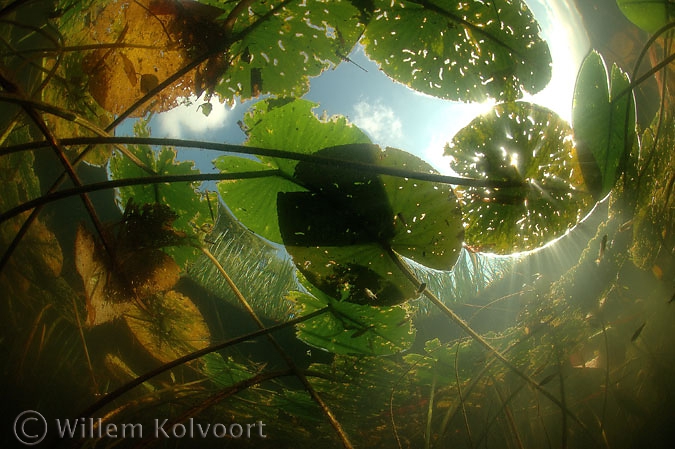 Onder de waterlelies ( Nymphaea alba ).