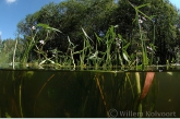 Arrowhead ( Sagittaria sagittifolia )