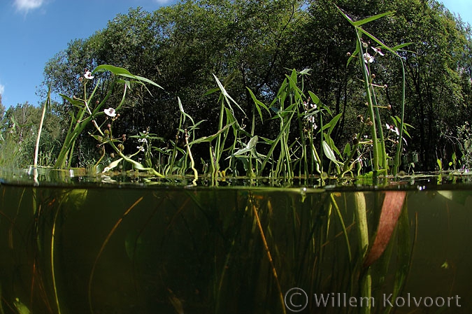 Arrowhead ( Sagittaria sagittifolia )