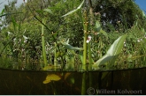 Pijlkruid ( Sagittaria sagittifolia ).