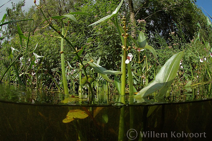 Arrowhead ( Sagittaria sagittifolia )