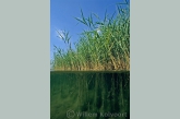 Riet ( Phragmites australis ).