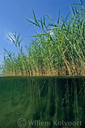 Riet ( Phragmites australis ).