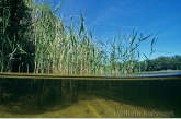 Common Reed ( Phragmites australis )