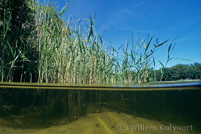 Riet ( Phragmites australis ).