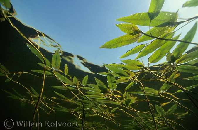 Veenwortel ( Persicaria amphibia ).