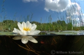 Waterplanten