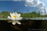 Waterlelie ( Nymphaea alba ). 