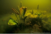 White water-lily ( Nymphaea alba )