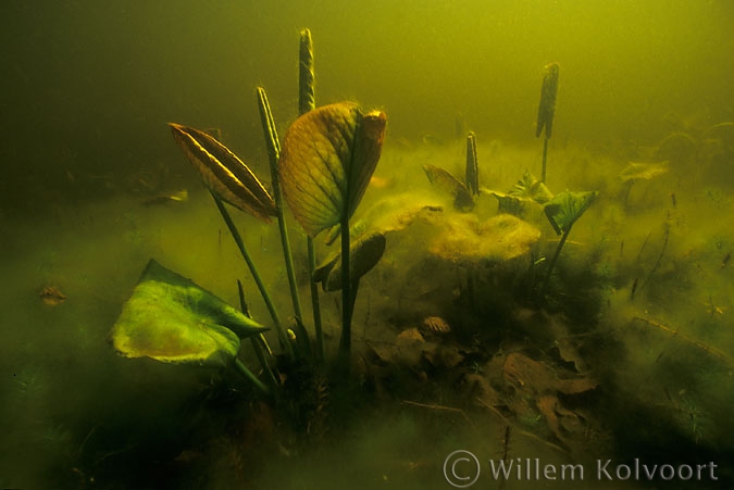 Waterlelie uitkomend ( Nymphaea alba )