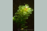 Waterweed ( Elodea canadensis ) 