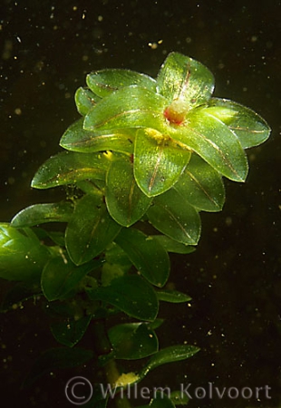 Waterpest breedbladig ( Elodea canadensis ).