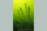 Smalle waterpest ( Elodea nuttallii ) .