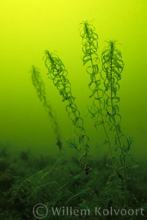 Waterweed ( Elodea nuttallii ) 