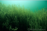 Smalle waterpest ( Elodea nuttallii ). 