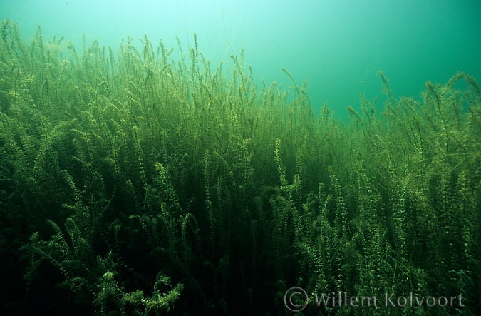 Smalle waterpest ( Elodea nuttallii ). 