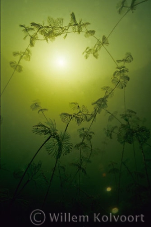 Common Water-crowfoot ( Ranunculus aquatilis )