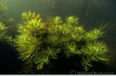 Water violet (Hottonia palustris )