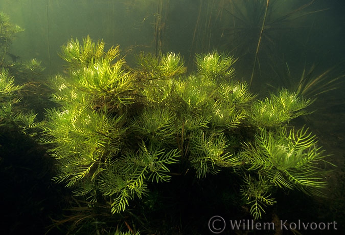 Waterviolier ( Hottonia palustris ) .