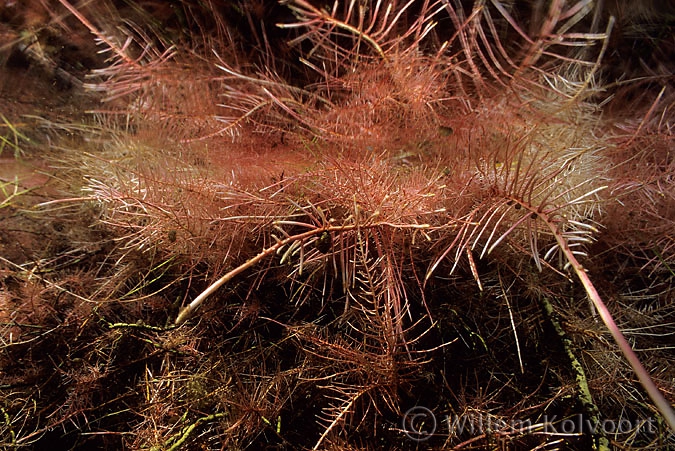 Roots of the Willow tree