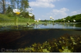 Waterranonkel met sterrekroos.