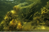 Seaweeds in the White Sea