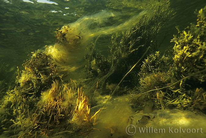 Seaweeds in the White Sea