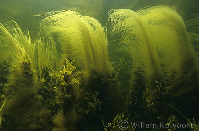 Seaweed landscape