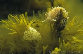 Grote vlokslak ( Aeolidia papillosa ) met eitjes