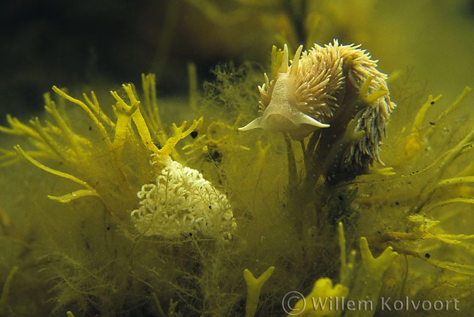 Grote vlokslak ( Aeolidia papillosa ) met eitjes