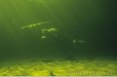 Beluga whales ( Delphinapterus leucas ) approach carefully