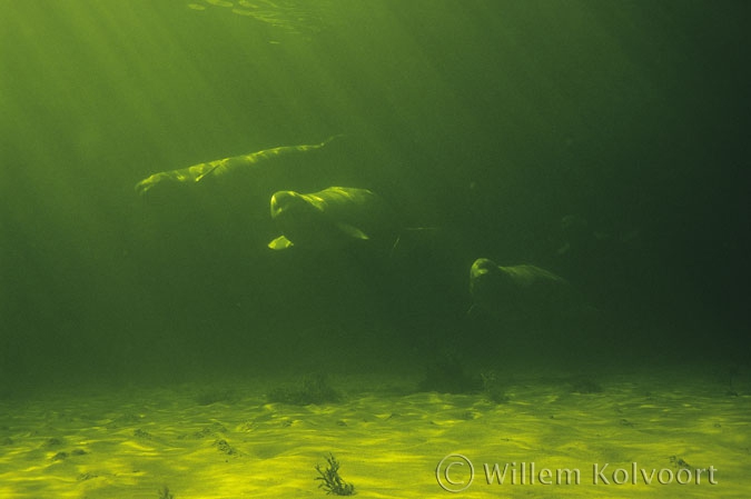 Beluga whales ( Delphinapterus leucas ) approach carefully