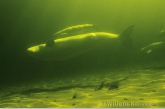 A Beluga whale mother with calf