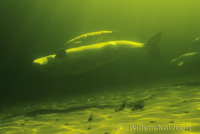 A Beluga whale mother with calf