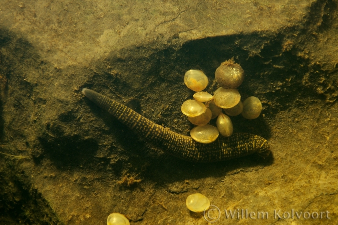 Leech ( Erpobdella octoculata )