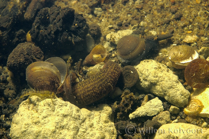 Leech ( Erpobdella octoculata )