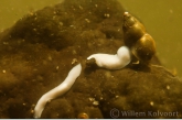 White Flatworm ( Dendrocoelum lacteum ) 