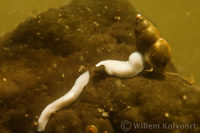 White Flatworm ( Dendrocoelum lacteum ) 