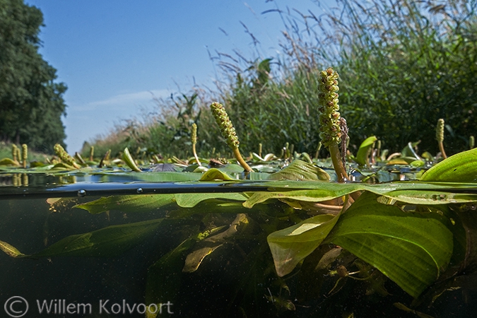 Rossig fonteinkruid (Potamogeton alpinus).