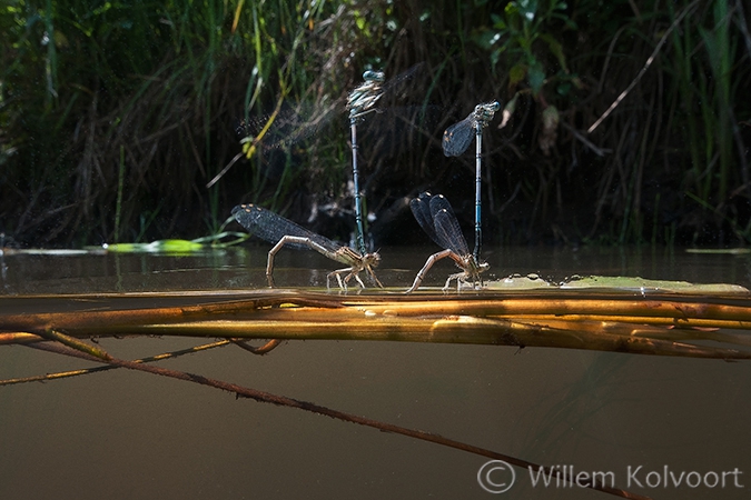 Waterjuffers.